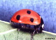 Coccinelle � sept points