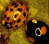 Coccinelle asiatique