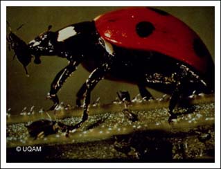 Coccinelle  sept points