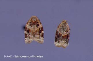 Tordeuse  bande rouge