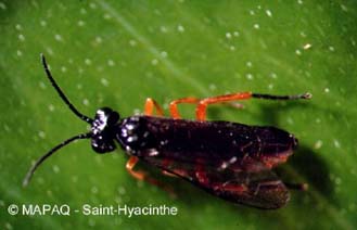 Tenthrde de l'oseille