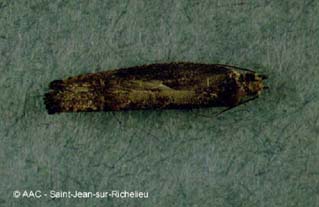 Tordeuse ple du pommier