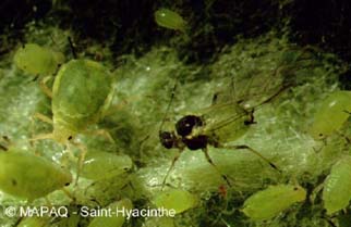Puceron vert du pommier