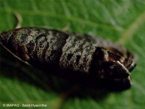 Carpocapse de la pomme