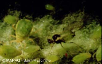 Puceron vert du pommier