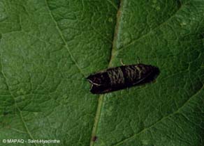 Carpocapse de la pomme
