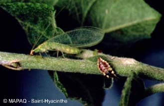 Chrysope aux yeux d'or