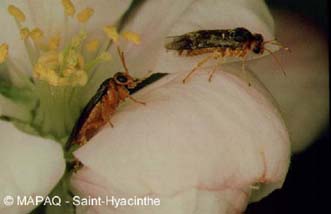 Hoplocampe des pommes