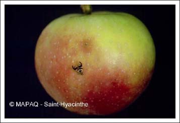 Mouche de la pomme