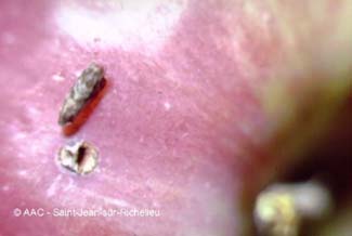 Petit carpocapse de la pomme