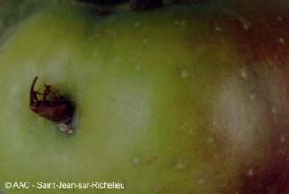 Charanon de la pomme