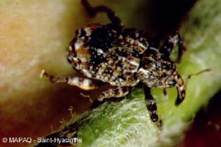 Charanon de la prune