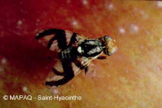 Mouche de la pomme