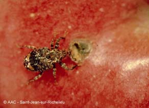 Charanon de la prune