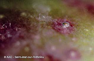 Cochenille ostriforme