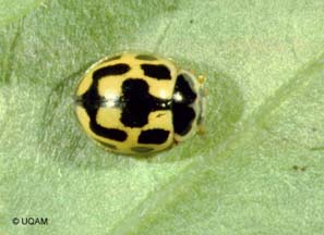 Cocinelle  quatorze points