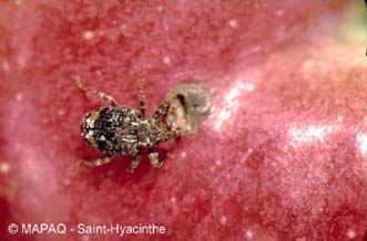 Charanon de la prune