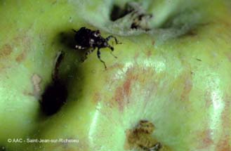 Charanon de la prune