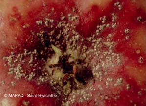 Cochenille ostriforme