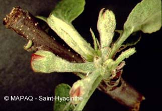 Puceron des gramines