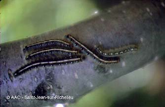 Chenille  tente estivale