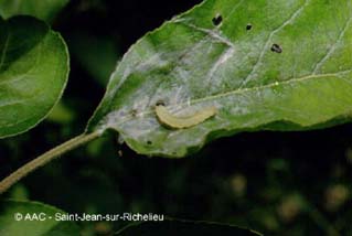 Tordeuse  bande oblique
