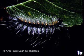 Chenille  tente estivale