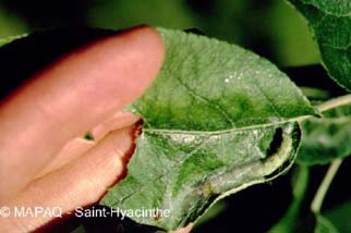 Tordeuse  bande oblique