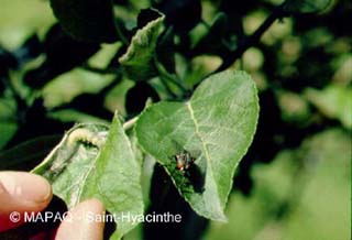 Tordeuse  bande oblique
