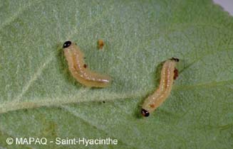 Hoplocampe des pommes