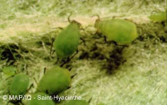 Puceron vert du pommier