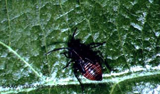 Punaise de l'aubpine