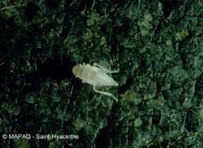 Cicadelle blanche du pommier