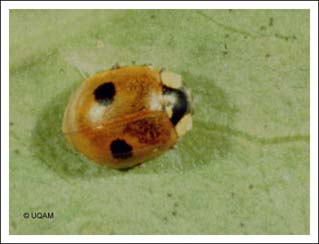 Coccinelle  deux points