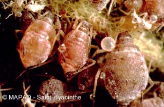 Puceron rose du pommier