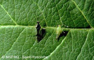 Punaise miride prdatrices