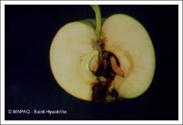 Carpocapse de la pomme