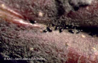 Puceron vert du pommier