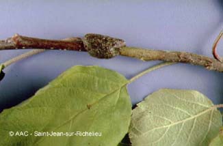 Chenille  tente estivale