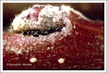 Puceron vert du pommier