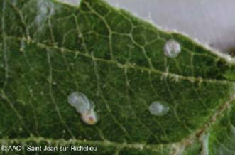 Carpocapse de la pomme