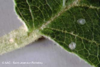 Carpocapse de la pomme