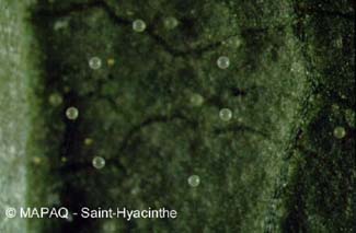 Ttranyque a deux points