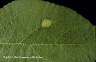 Tordeuse  bande oblique