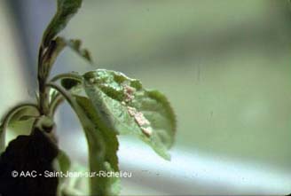 Noctuelle du fruit vert