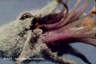 Hoplocampe des pommes