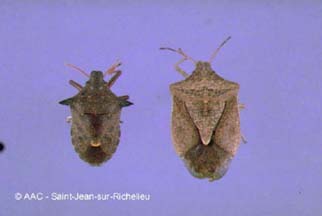 Punaises pentatomide prdatrice