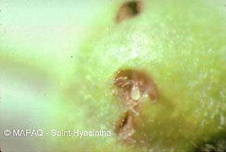 Charanon de la prune