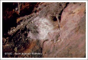 Carpocapse de la pomme