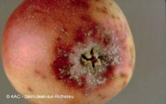 Cochenille ostriforme